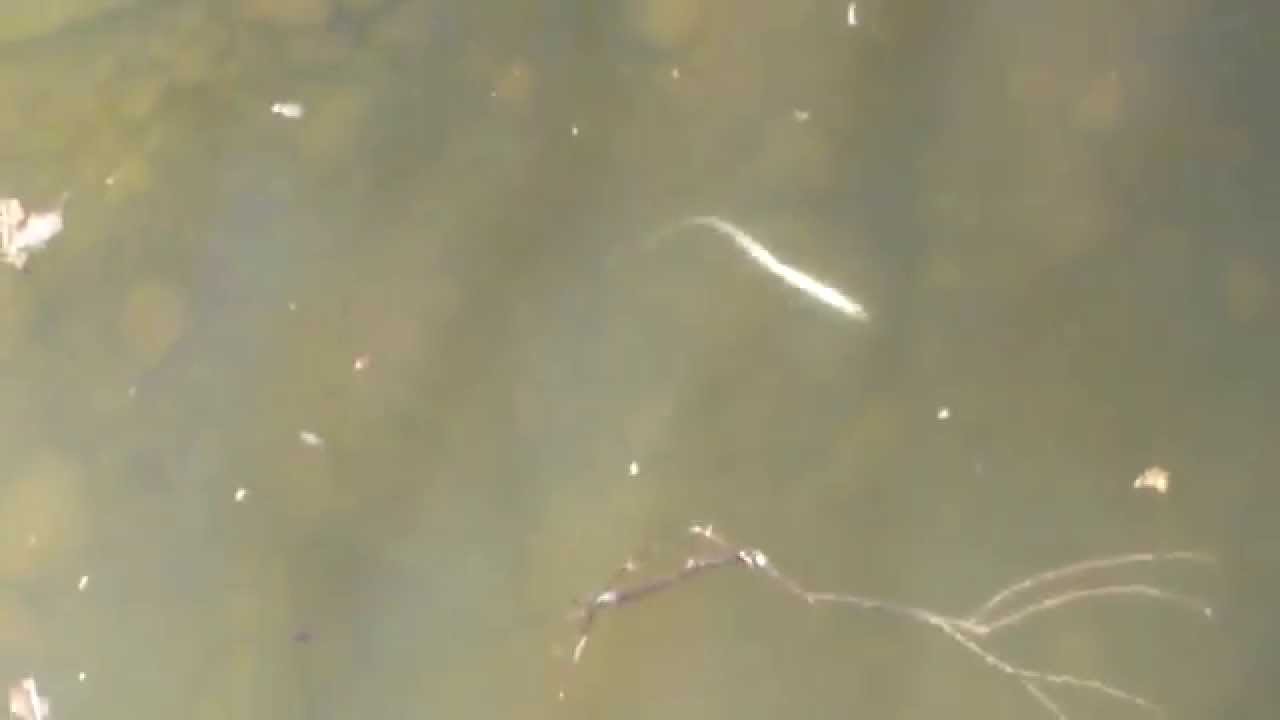 KO Fishing Tackle Weightless Eel