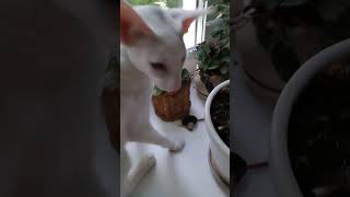Ориентальный котёнок рвёт фиалки из горшка by Della Strit 143 views 2 months ago 1 minute, 11 seconds