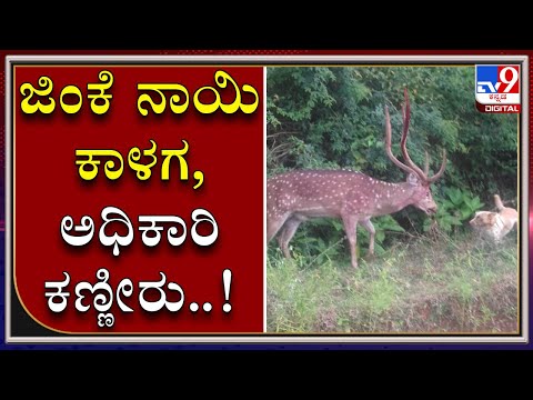 In A Tragic Incident Pitbull And Stray Dogs Kill Deer In Chikmagaluru