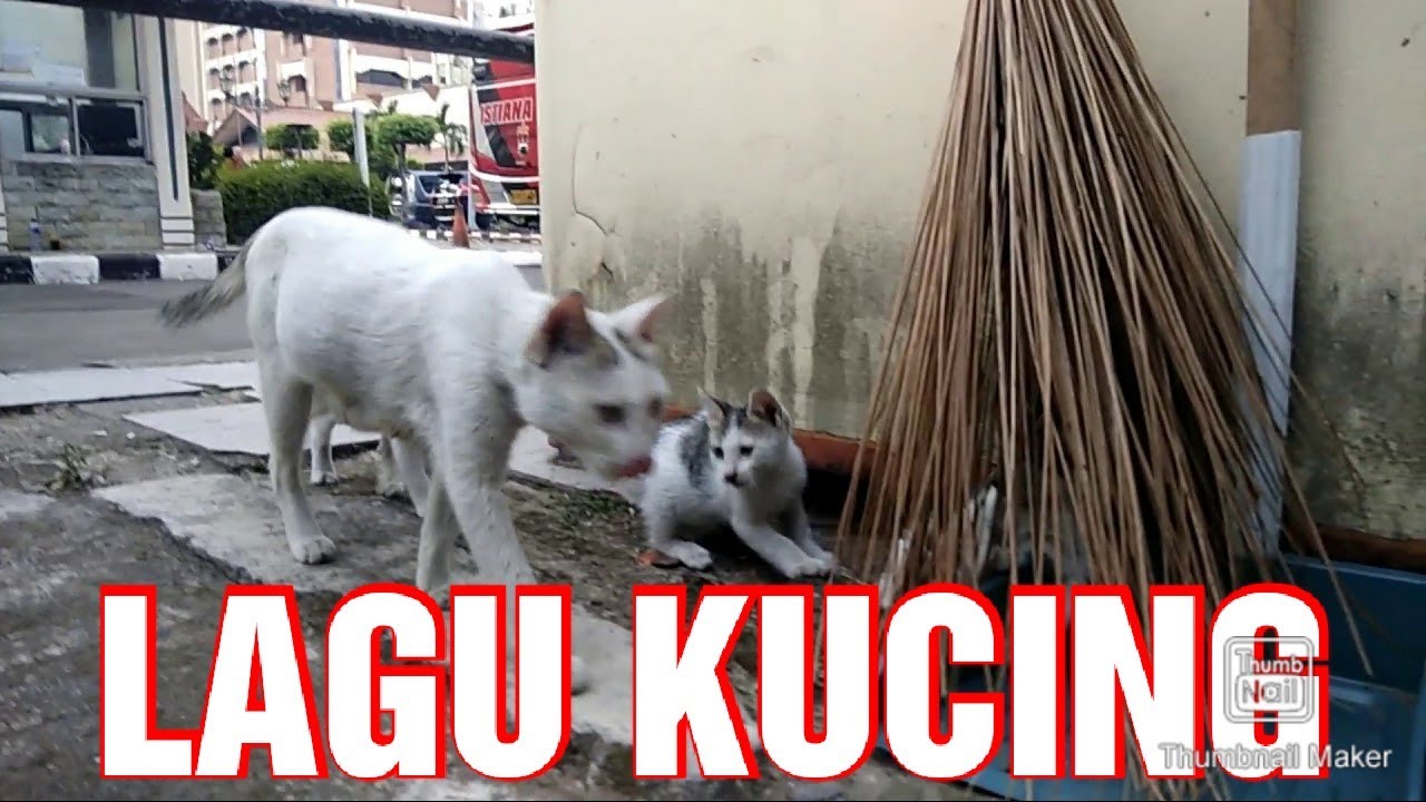 Lagu Populer Anak Kucingku Telu Meong Meong, Lagu anak kecil kucing