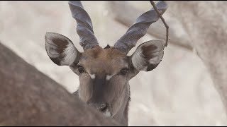 The Back Home Operation - Western Derby Eland In Senegal
