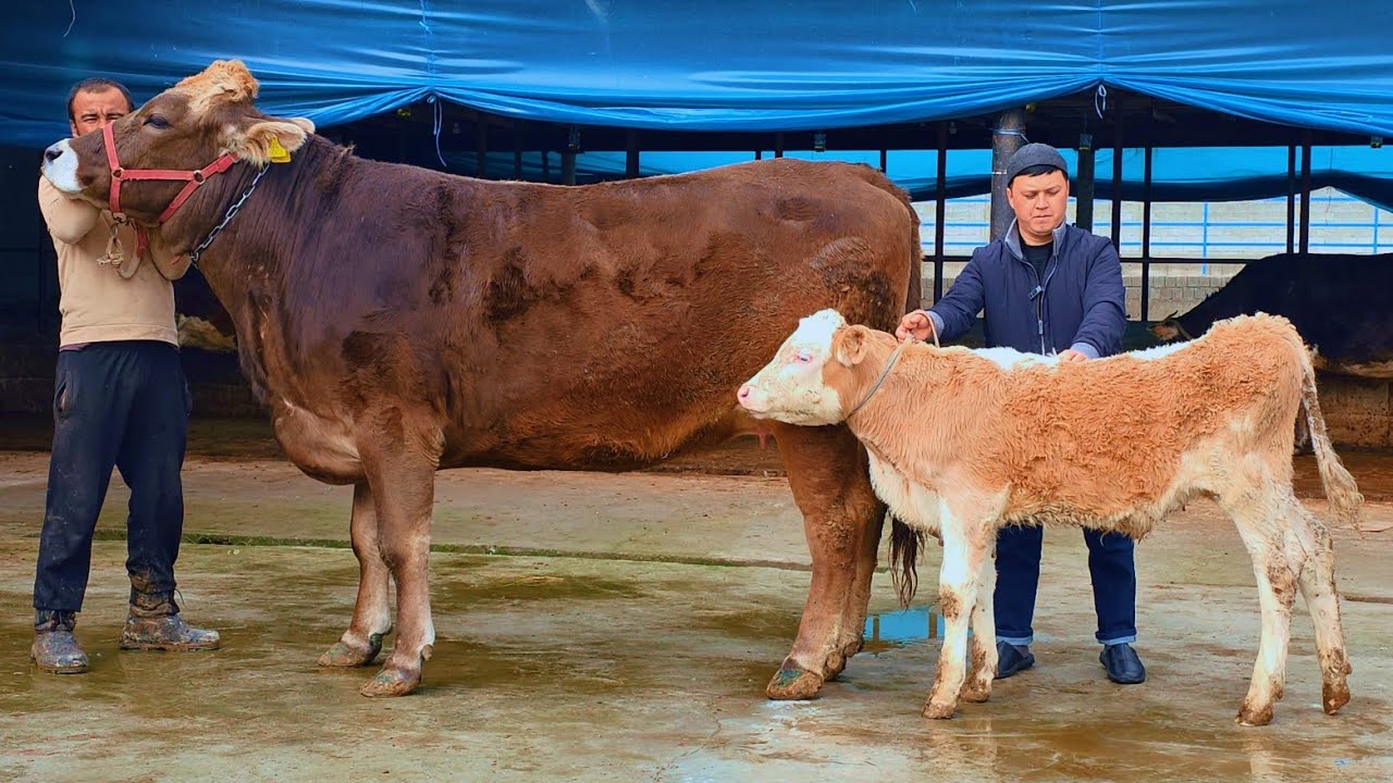 Fermadan Avstrya Simental Nemis Sigir va Qirg'iziston Yetuk Bog'oz Sigirlar 6-mart, 2026