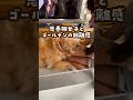 思春期女子とゴールデンレトリバー #ゴールデンレトリバー #大型犬のいる生活 #大型犬と子供 #goldenretreiver