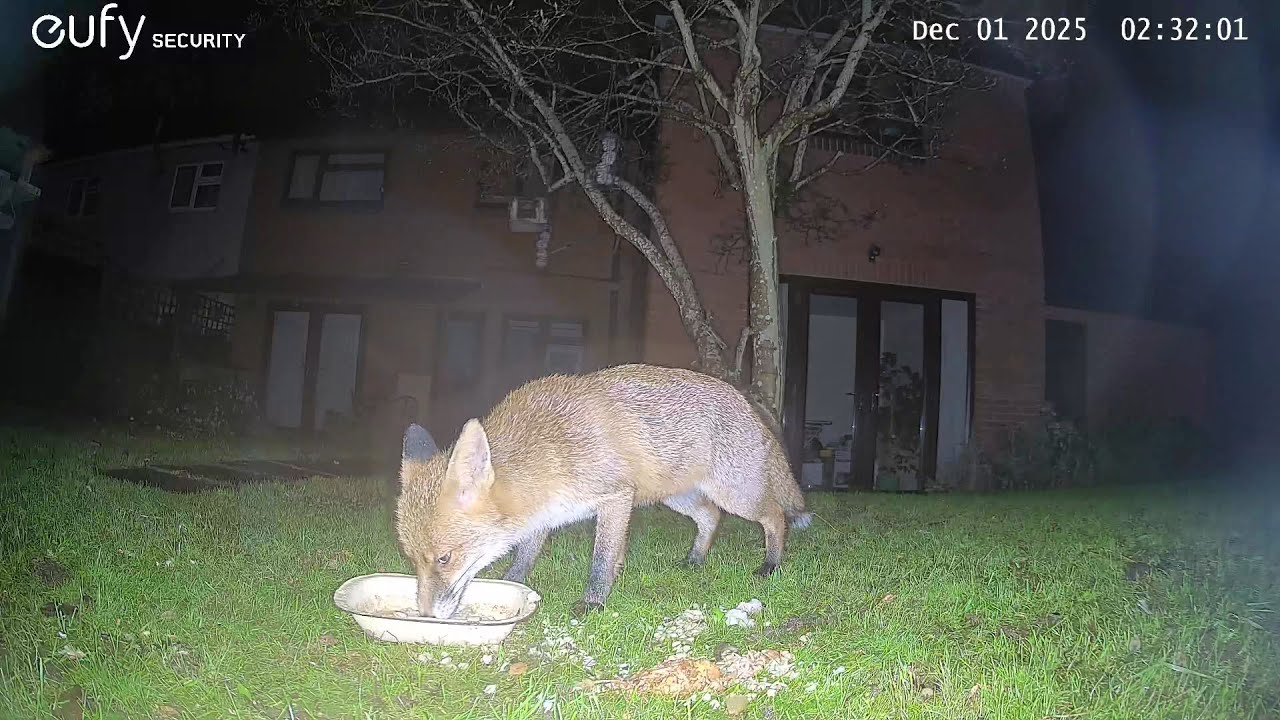 Garden Wildlife Fox Videos EufyCam S3 Pro 3 Security Camera Worcester, UK 1st to 5th December 2025