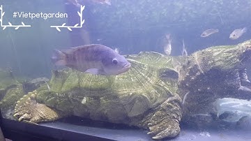 Rùa cá sấu Alligator Snapping săn mồi như thế nào ?