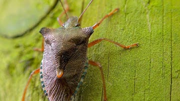 Red Legged Shield Bug or Forest Shieldbug - (Pentatoma rufipes) - Essex UK