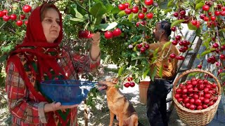 Harvesting Fresh Cherries! Making Cherry Jam and Juice in the Village!