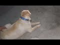 Shiro का भी फ्लैट के अंदर जी घबराता है 🥰🥰🥰🥰🤣🤣🤣🤣🤣🤣🤣🤣#लाडला #Shiro