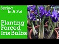 PLANTING FORCED BULBS.Forced Iris Bulbs.Planting Forced Iris Bulbs.Iris Reticulata.Indoor Bulb Plant