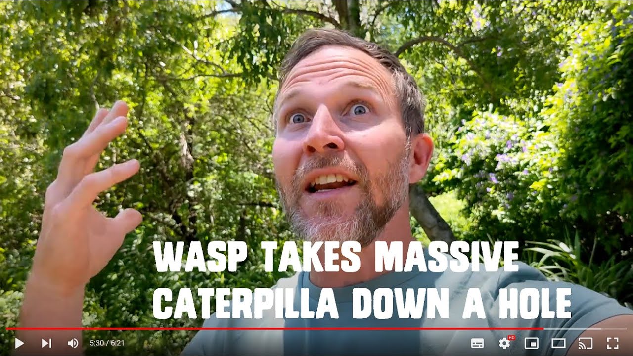 WASP takes MASSIVE CATERPILLAR down it's HOLE