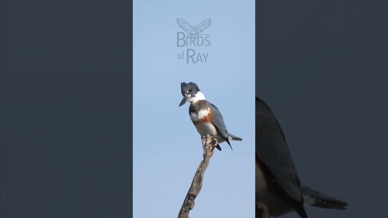 Belted Kingfisher Vocalizing 