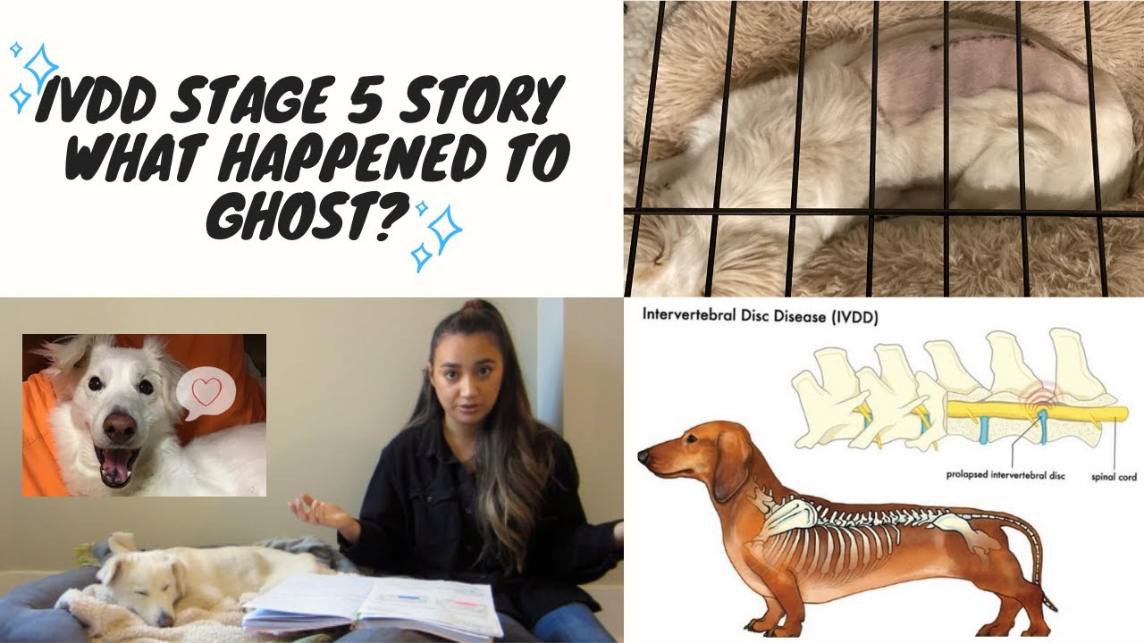 IVDD Stage 5 Story - What happened to Ghost?