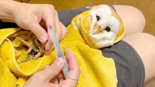 全力で爪切りを拒否するフクロウがかわいい