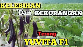 KELEBIHAN DAN KEKURANGAN TERONG "YUVITA" Cap PANAH MERAH