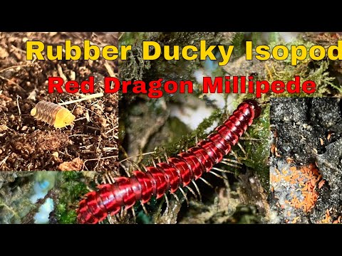 Arboreal Millipede Build | Isopods | Springtails | Red Dragon Millipede