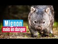 Le wombat le marsupial le plus mignon du monde est en danger