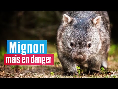 Vidéo: Pourquoi les wombats sont-ils en danger ?