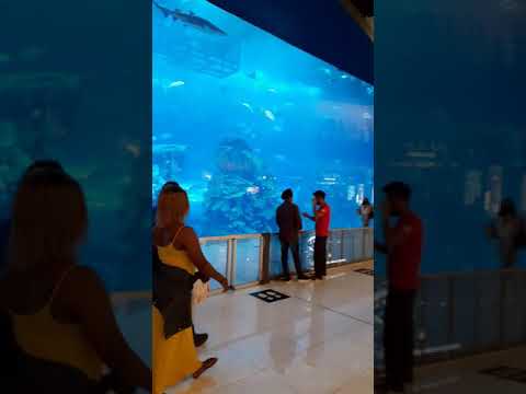 dubai aquarium
