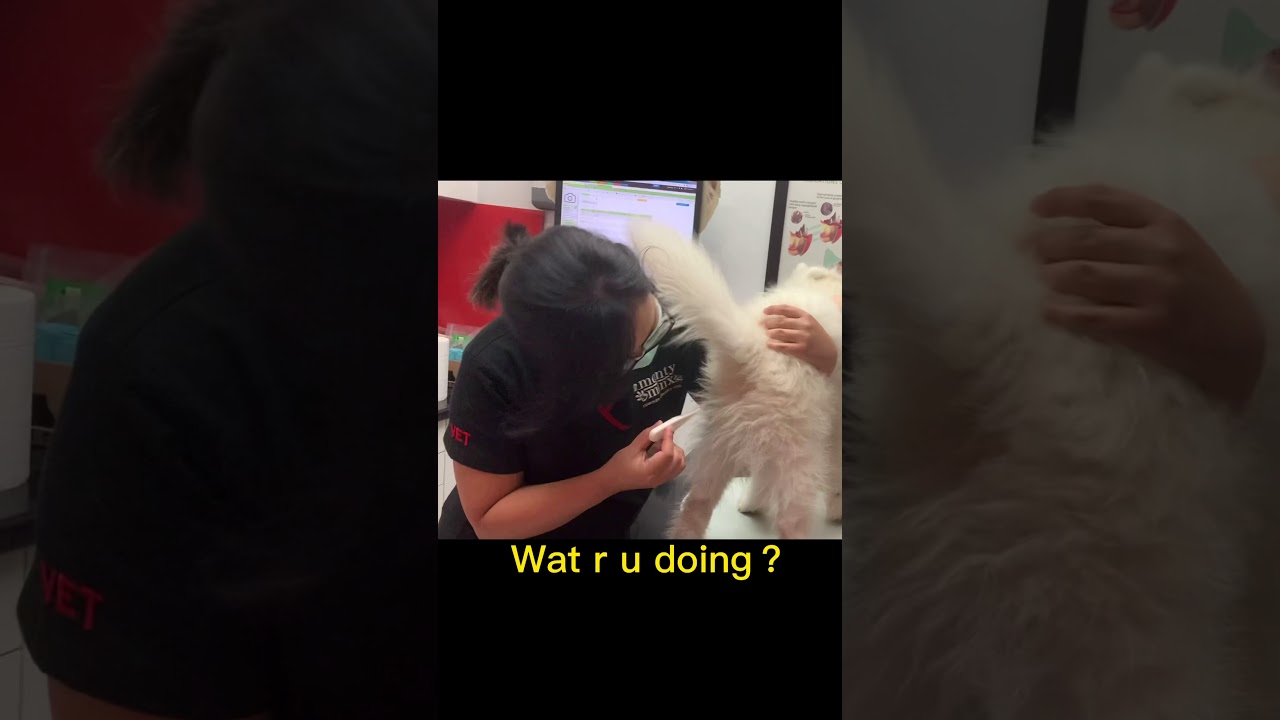 How to Measure Puppy Temperature｜Cute Puppy Samoyed Compilation 