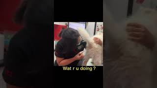 How To Measure Puppy Temperaturecute Puppy Samoyed Compilation