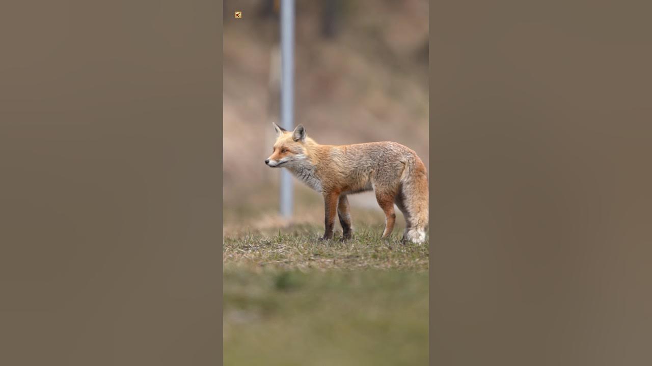 Red Fox Sounds Red Fox Sounds