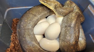 Macklot python eggs. Liasis Mackloti
