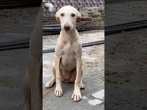 Pyara baccha🥰❤️#cutedogs#shortvideos#doglover#dogs