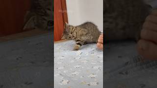 Why Do Kittens Always Do This?