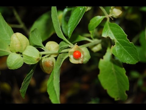 Ashwagandha or Withania somnifera - Medicinal Plant