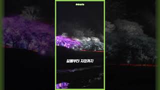 낮과 밤 모든 시간, 아름다운 벚꽃에 취해 하동 십리벚꽃길 #shorts