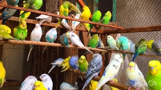 Australian parrot Sounds Beautiful Relaxing Sound #birds #austrilian #parrot #sound