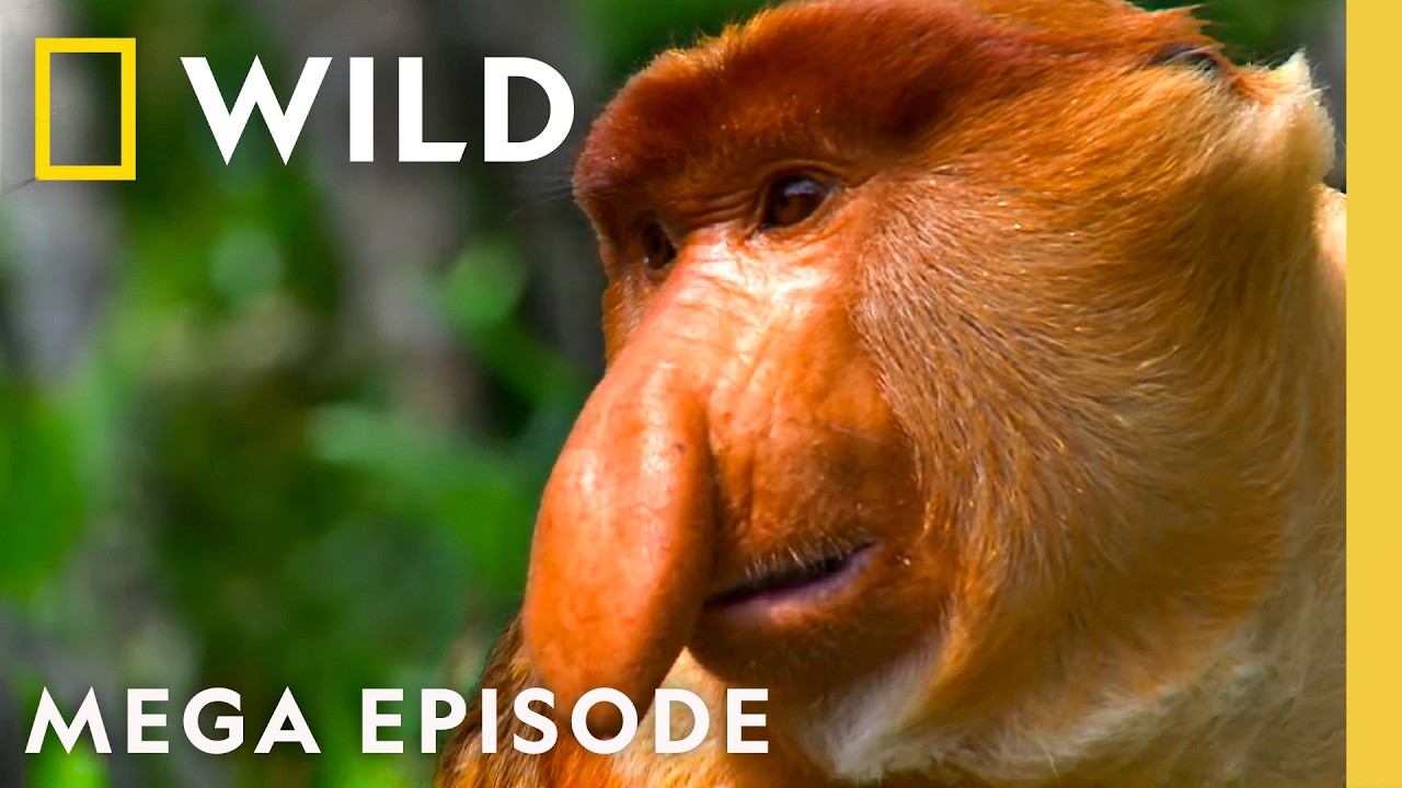 ⁣Freakiest Animals Across the Globe | MEGA EPISODE | Nat Geo Animals