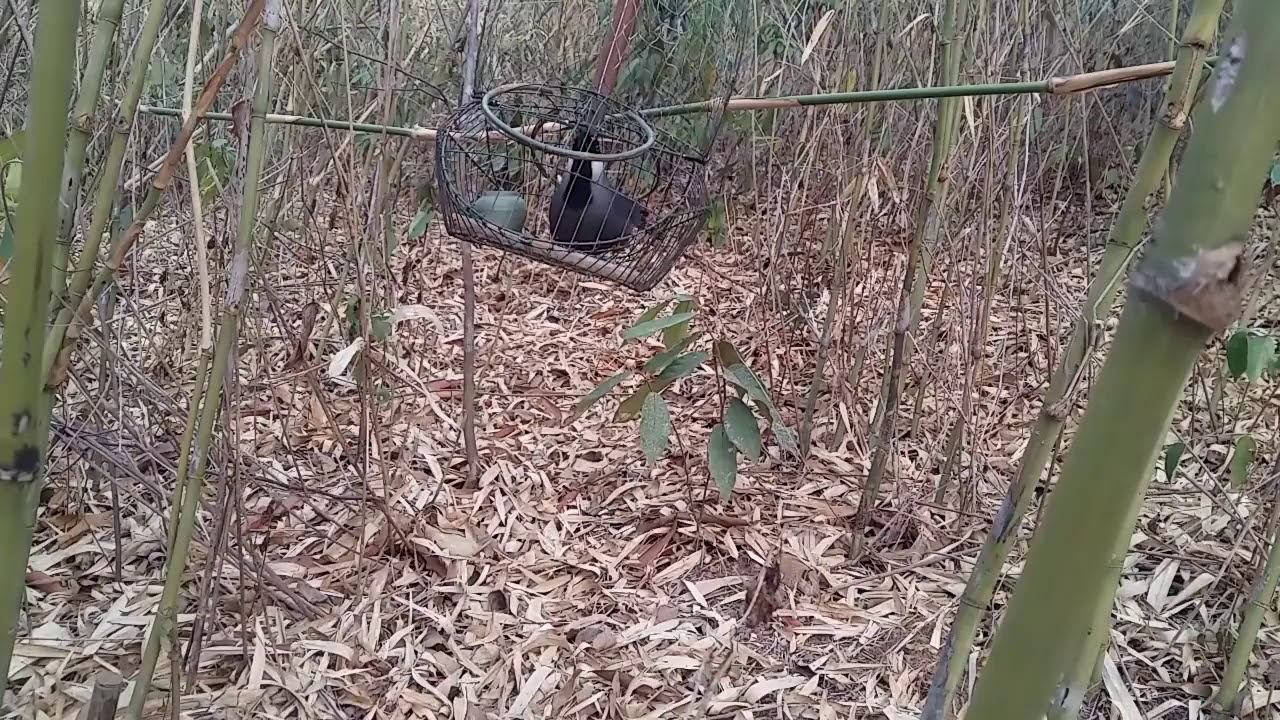 Khướu gạ bẫy khướu