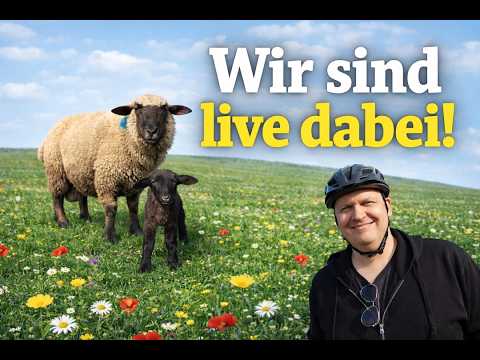 Ein Lämmchen kommt auf die Welt ♥️ Wir sind live dabei 🐑 50 Kilometer mit dem Rad 🚴‍♂️