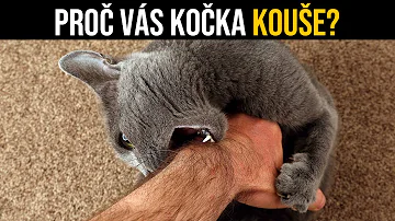 Jak se kočka naučí syčet?