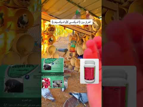 الفرق بين الدوكسي والدوكسيفت دوكسي دوكسيفت صيصان دواجن يوميات يوميات ابوعبدالله سعودالشراري