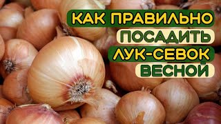 Правильная посадка лука весной. Посадка лука-севка весной. Подготовка лука-севка перед посадкой.