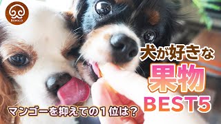 犬おやつ 犬が喜ぶ果物ランキング Youtube