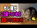 【要注意】猫が体調不良の時の眠り方・休み方