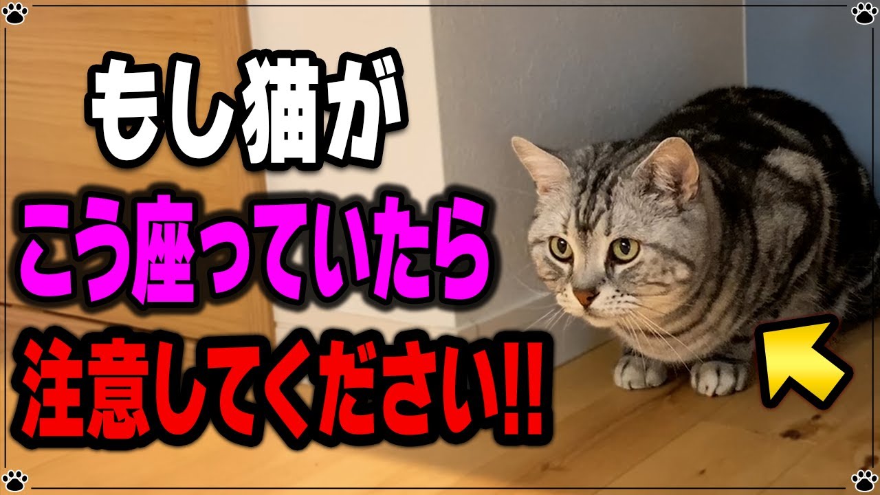 【要注意】猫が体調不良の時の眠り方・休み方