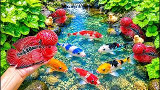 Woww ! Memancing ikan hias warna warni, ikan lele, ikan cupang, ikan molly, ikan koi, ikan hiu