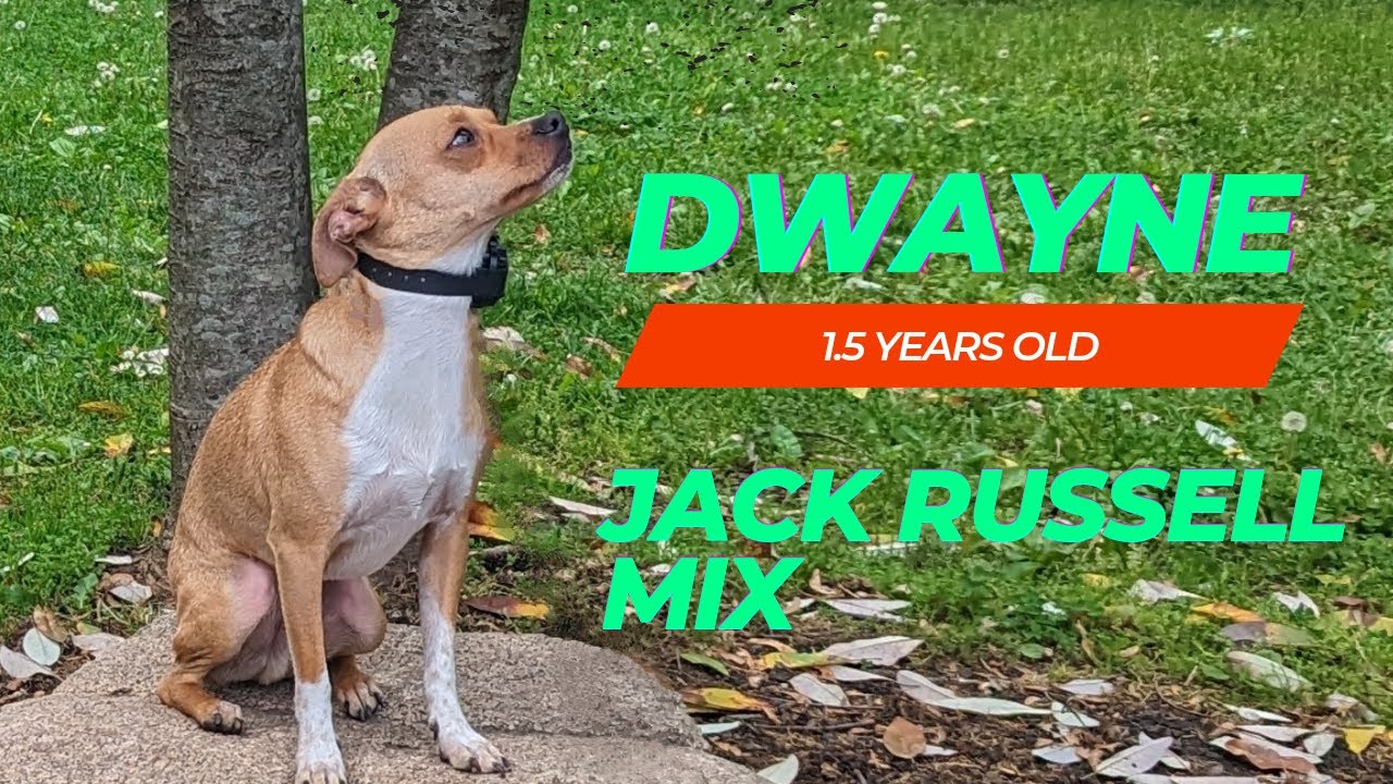 DWAYNE 1 5 Year Old Jack Russell Mix Off Leash Obedience Confidence dwayne-1-5-year-old-jack-russell-mix-off-leash-obedience-confidence
