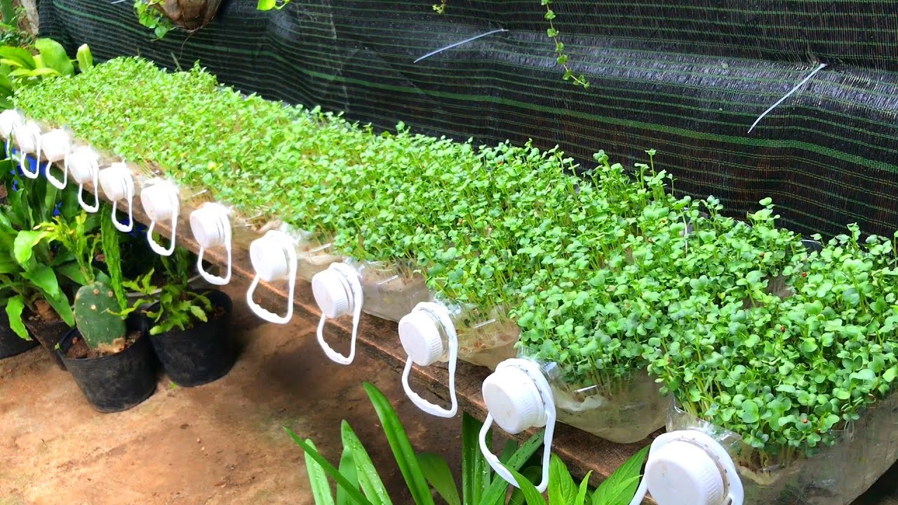 Trồng rau mầm trong chai nhựa | Tips to recycle plastic waste to sprout ...