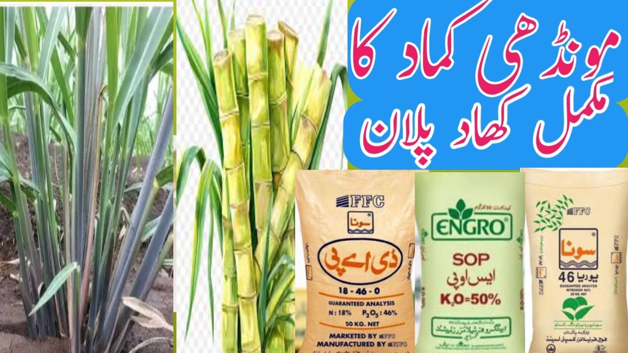 Sugercane Frist does fertilizer|Ratoon crop fertilizer chart|مونڈھی کماد کا مکمل کھاد پلان ۔