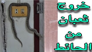 تفسير حلم خروج ثعبان من الحائط للعزباء والحامل والمتزوجة والمطلقة / تفسير أحلام مع رحاب