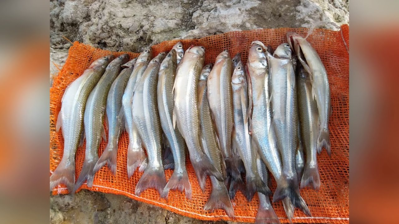 Pesca De Anguila De Noche Youtube Pesca De Anguila De Noche Youtube