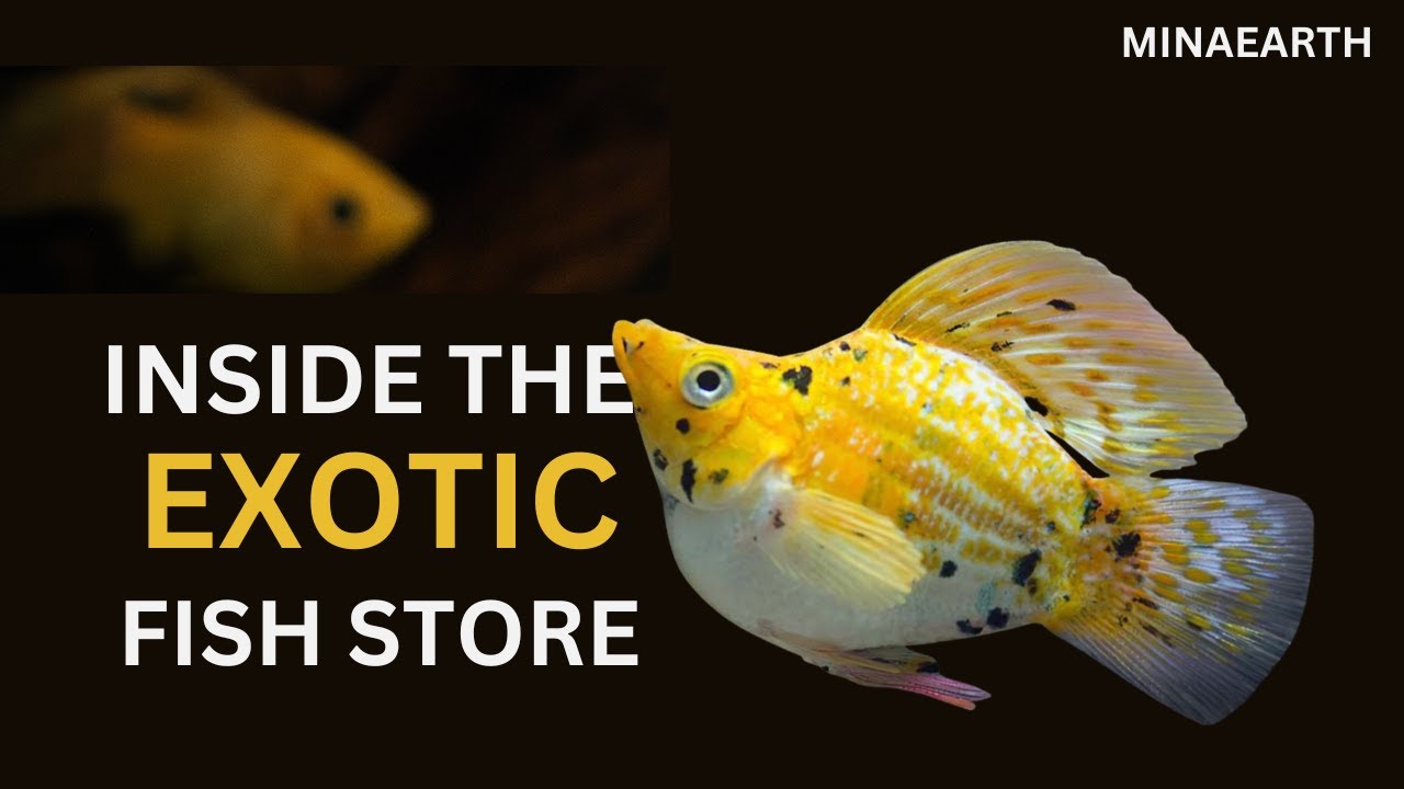 Rare Tropical Fish Finds That Might Change My Fish Breeding Projects Forever! | VLOG 