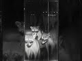 When you leave the porch light on... 🦝😂 #shorts #raccoons #nightlife #funnyanimals #shorts