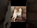 朝柴犬が家族を待つとこんな姿が見られます!#shorts