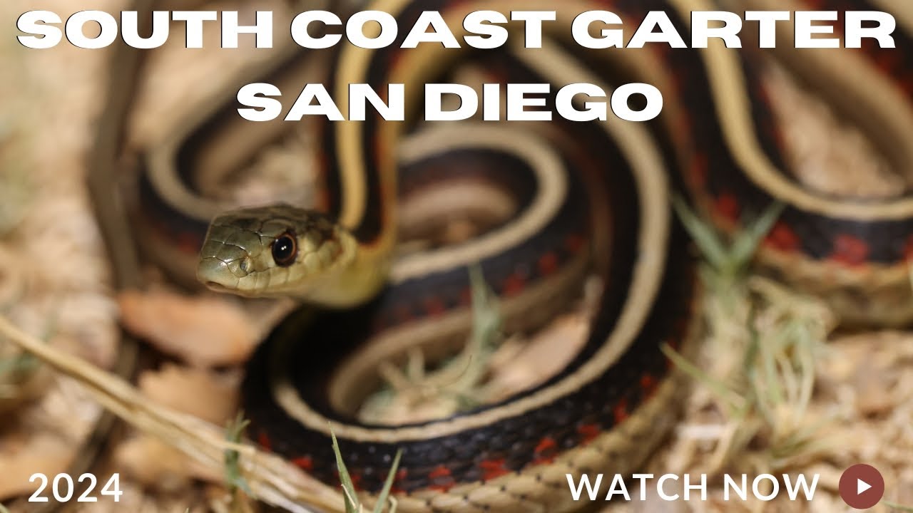 South Coast Garters in San Diego! Field Herping in San Diego County